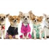 8 Popular Types of Dog Collars for Your Furry Friend