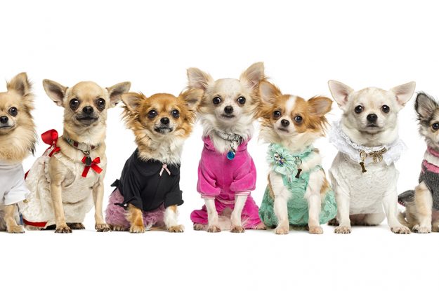 8 Popular Types of Dog Collars for Your Furry Friend